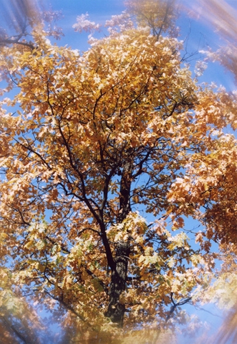 ВЕРНУТЬСЯ К ОСЕНИ